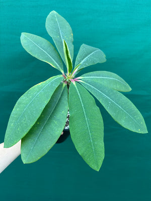 Euphorbia viguieri