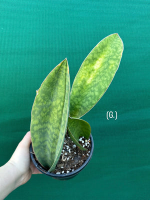 Sansevieria Masoniana ‘Mason’s Congo Paddle’