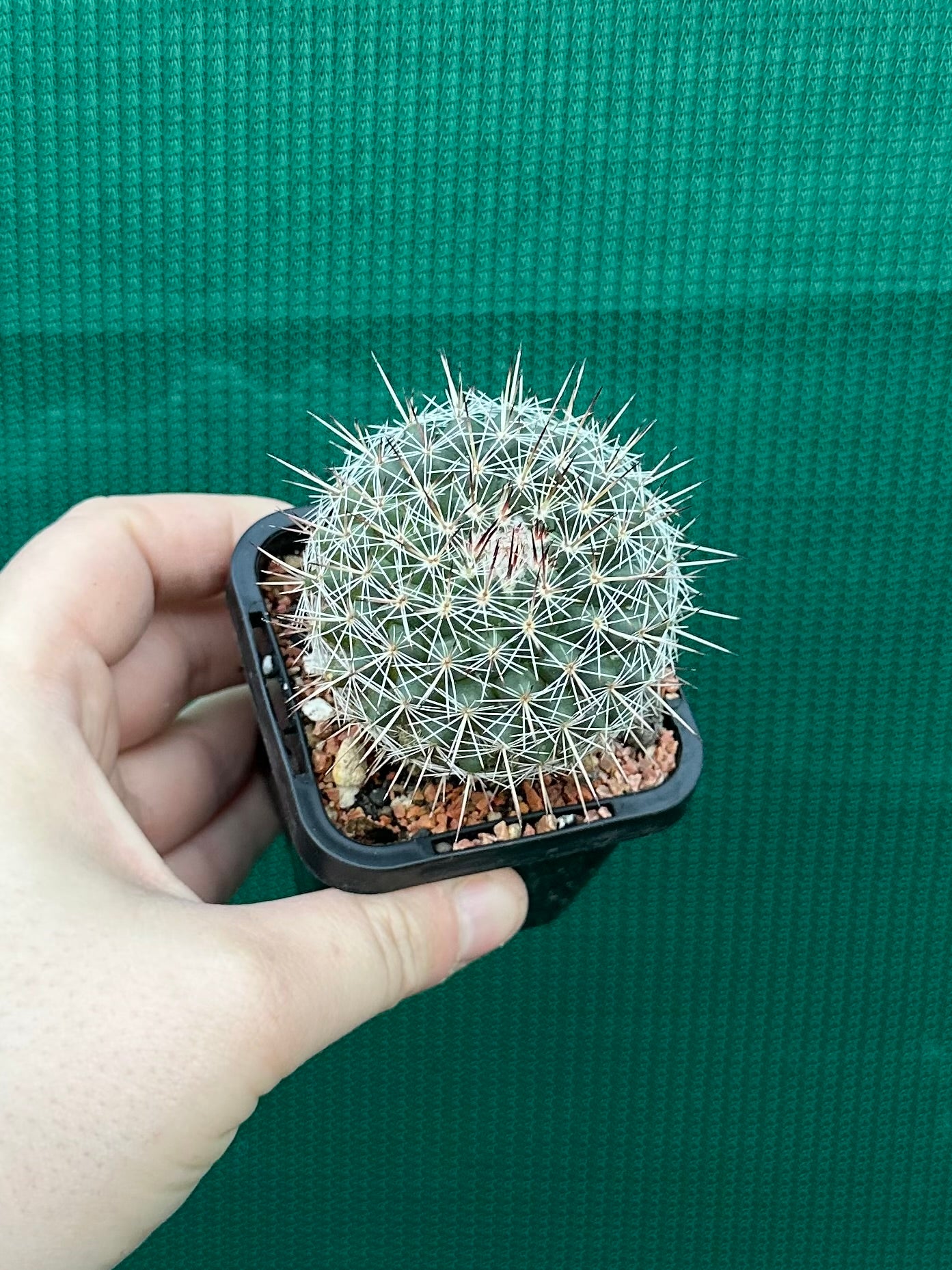 Mammillaria lindsayii
