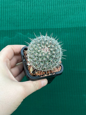 Mammillaria lindsayii