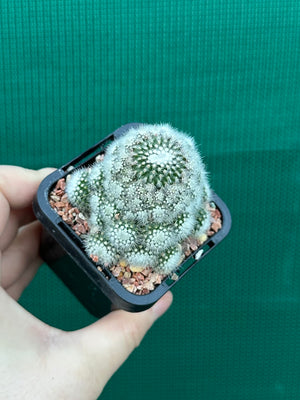 Parodia scopa caespitosa v minor