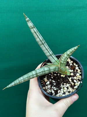Sanseveria Boncel