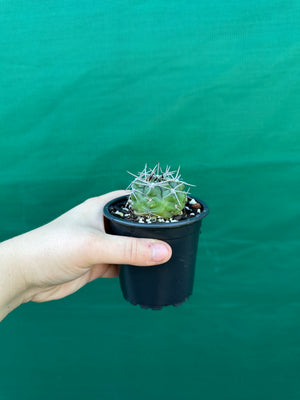 Gymnocalycium carminanthum