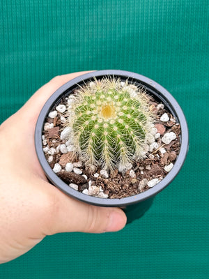 Parodia warasii