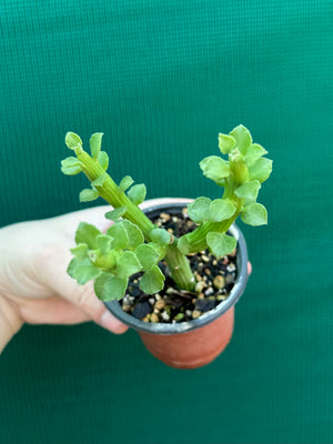 Monadenium ellenbeckii