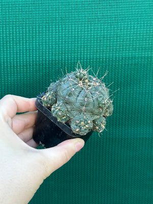 Gymnocalycium baldianum