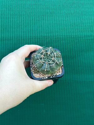 Gymnocalycium guerkeanum