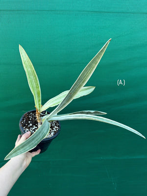 Sansevieria ‘Siam Silver’