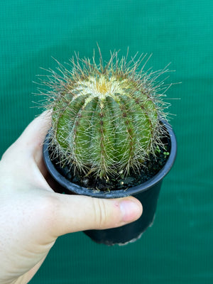 Parodia magnifica