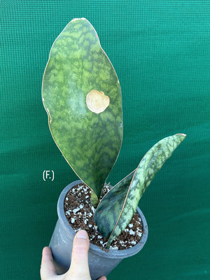 Sansevieria Masoniana ‘Mason’s Congo Paddle’