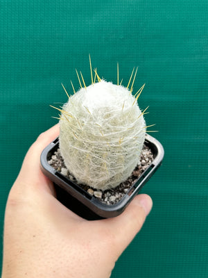 Espostoa melanostele