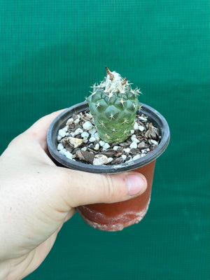 Turbinicarpus lophophoroides
