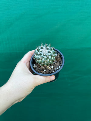 Mammillaria scrippsiana