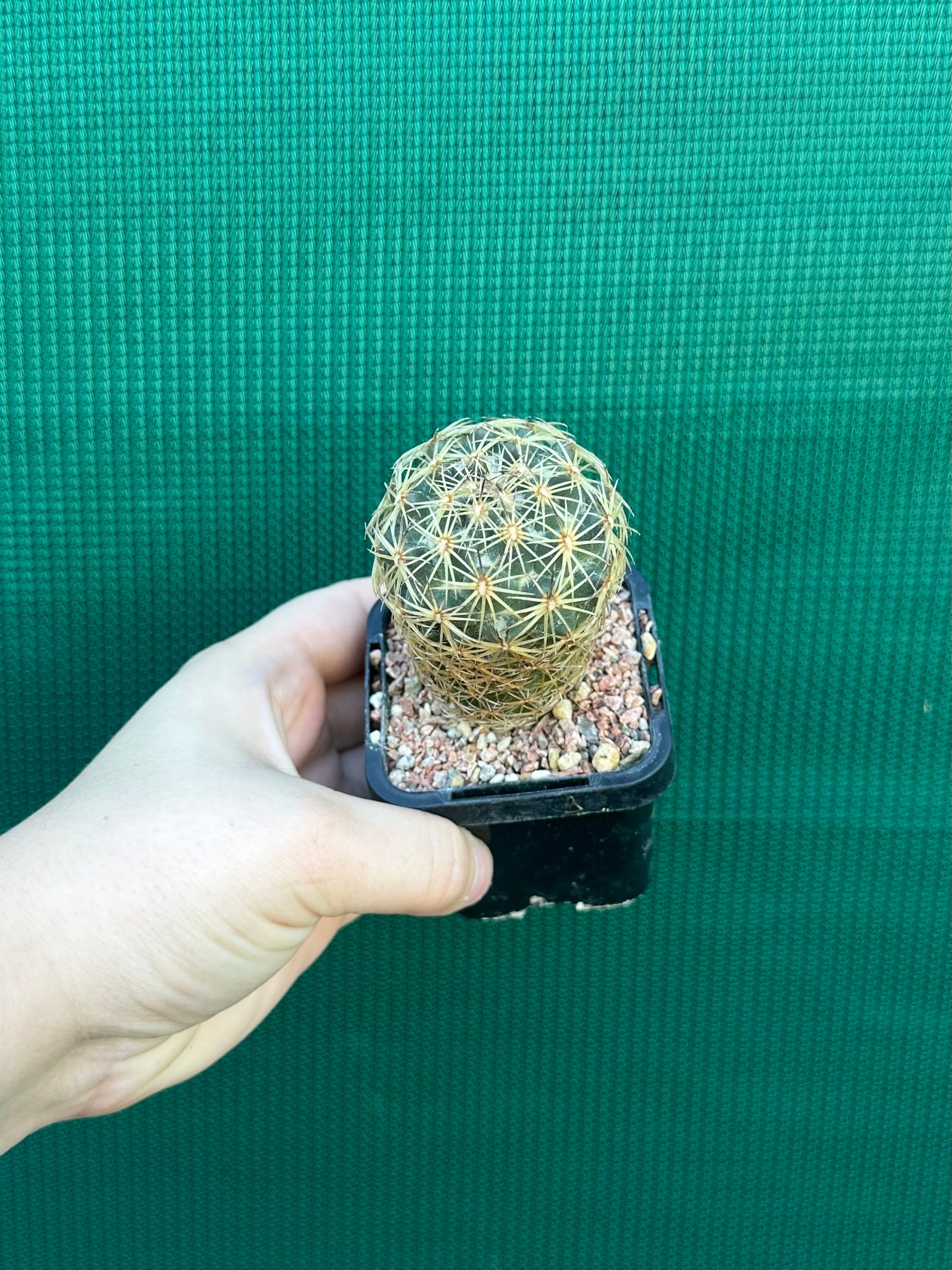 Coryphantha greenwoodii