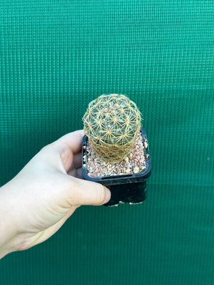 Coryphantha greenwoodii