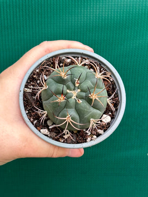 Gymnocalycium