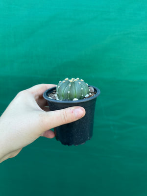 Astrophytum asterias x capricorne