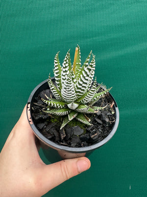 Haworthia fasciata ‘Japanese Super Clone’