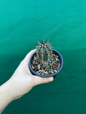 Echinocereus russanthus x davisii