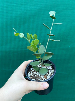 Silver Dollar Vine
