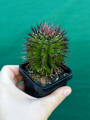 Euphorbia polygona