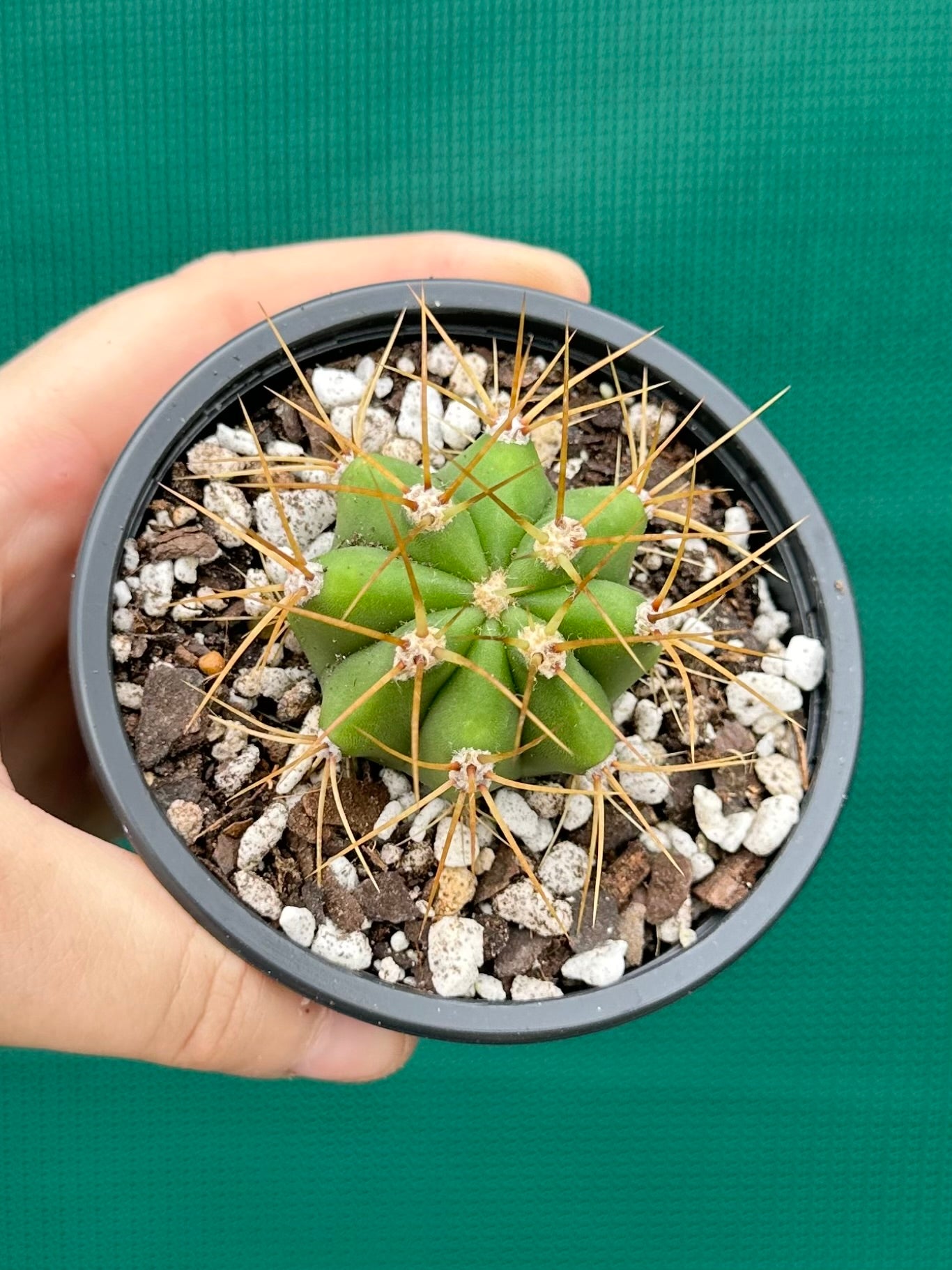 Echinopsis pasacana