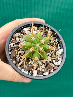 Echinopsis pasacana