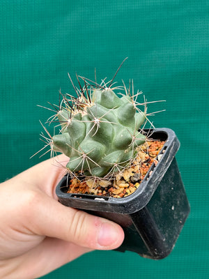 Thelocactus freudenbergeri