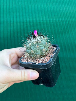 Turbinicarpus viereckii