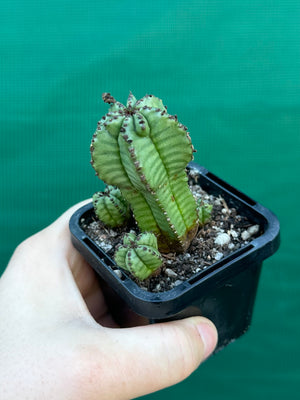 Euphorbia anoplia