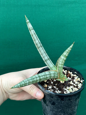 Sanseveria Boncel