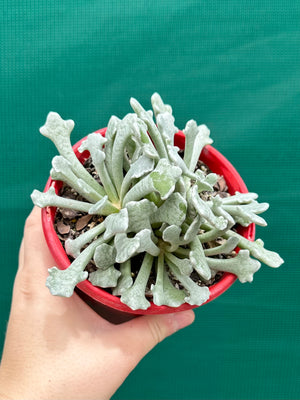 Caputia scaposa var. addoensis