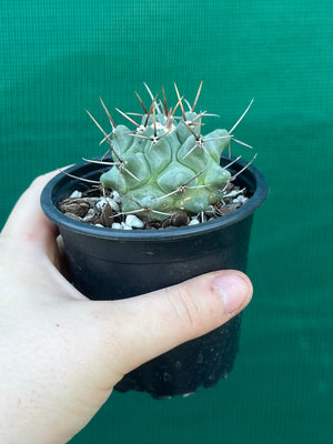 Thelocactus rinconensis ssp rinconensis