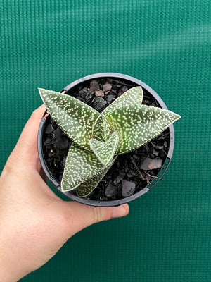 Gasteria ‘White Spot’