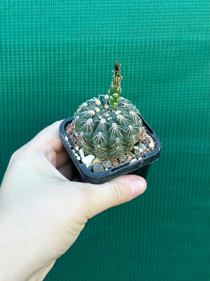 Gymnocalycium metrelireum