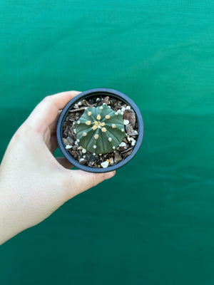 Astrophytum asterias x capricorne