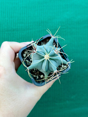 Ferocactus histrix