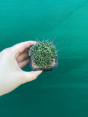 Mammillaria bocasana “The Freak”