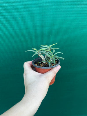 Euphorbia cylindrifolia