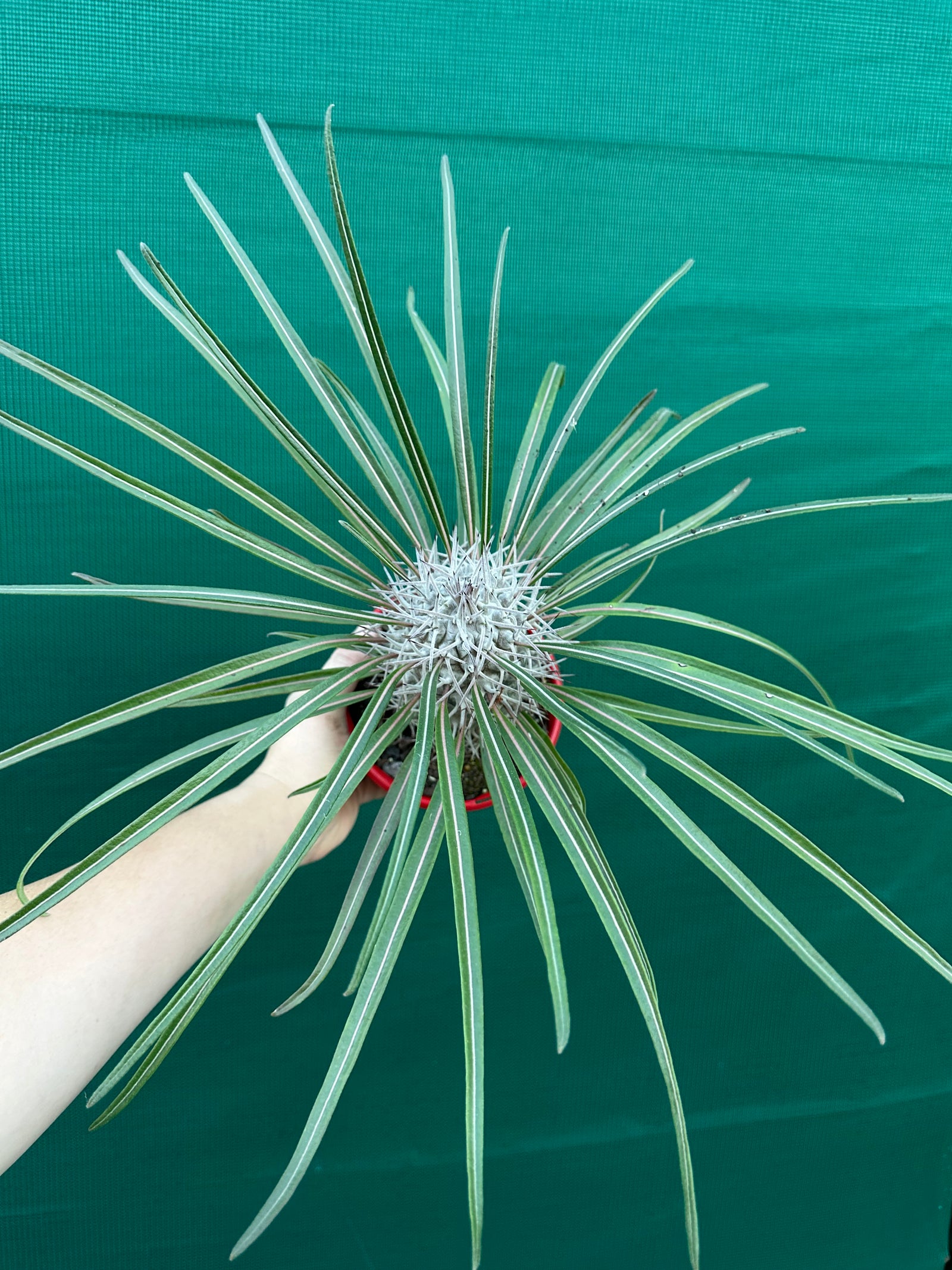 Pachypodium geayi