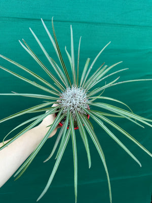 Pachypodium geayi