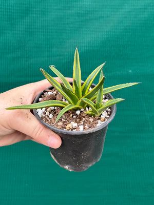 Agave victoriae reginae variegata