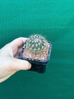 Islaya copiapodioides