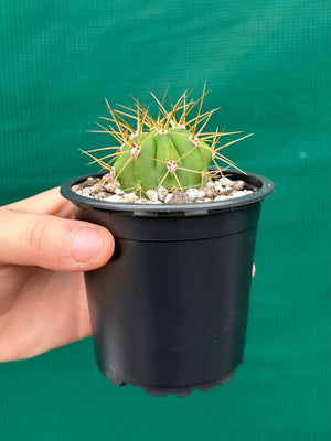 Echinopsis pasacana