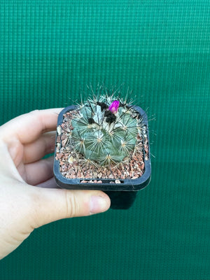 Turbinicarpus viereckii
