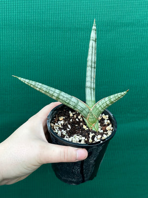 Sanseveria Boncel