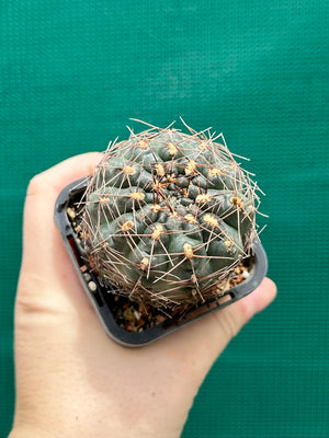Gymnocalycium schroederianum