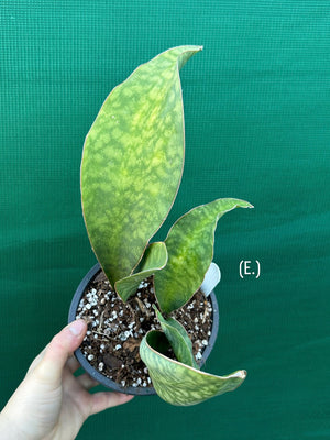 Sansevieria Masoniana ‘Mason’s Congo Paddle’
