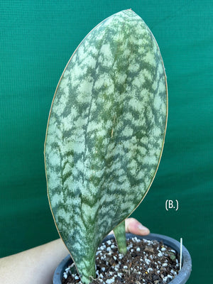Sansevieria Masoniana ‘Mason’s Congo Paddle’