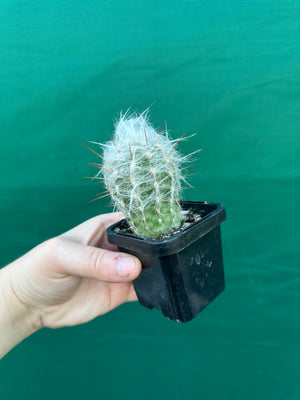 Oreocereus trollii Old Man of the Mountain